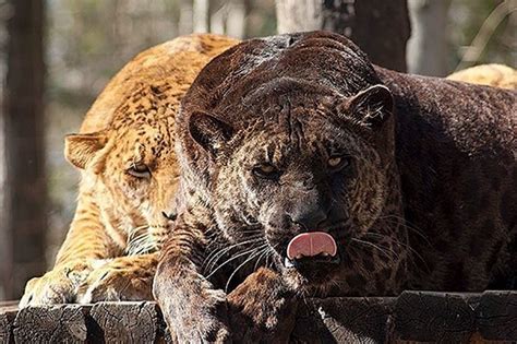 jaguar mountain lion hybrid.